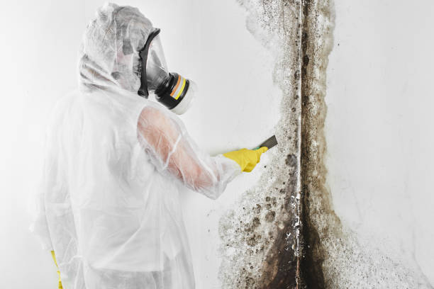 Best Professional Mold Removal  in San Rafael, NM