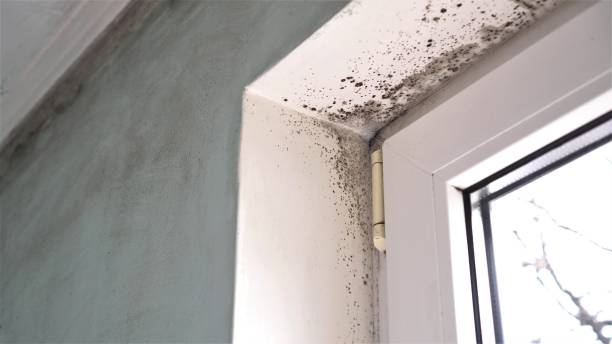Professional Mold Removal in San Rafael, NM