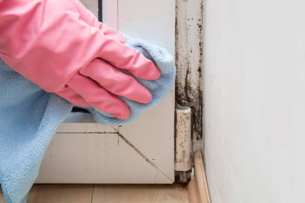 Best Home Mold Removal  in San Rafael, NM
